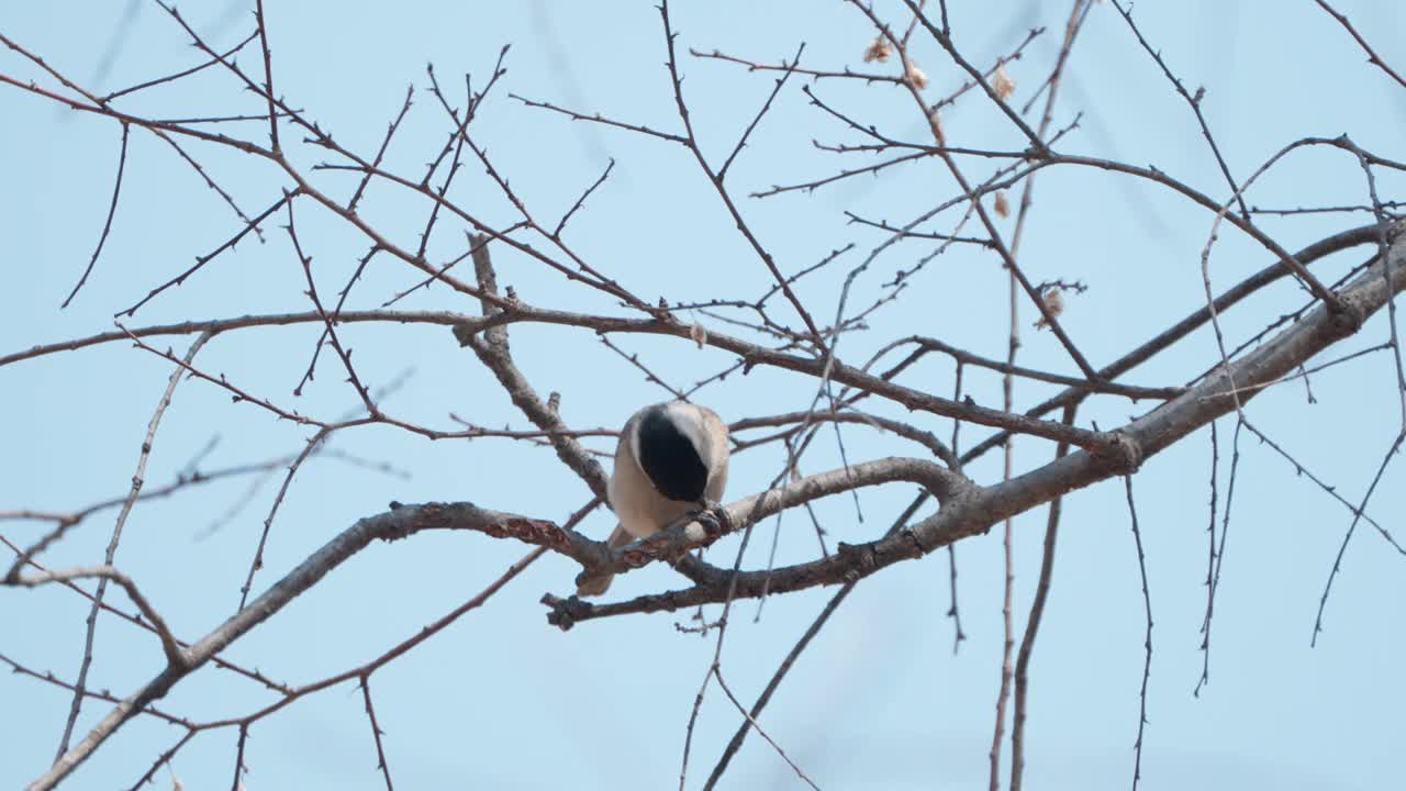 日本春天，黑冠山雀啄食挂在树枝上的嫩芽视频下载