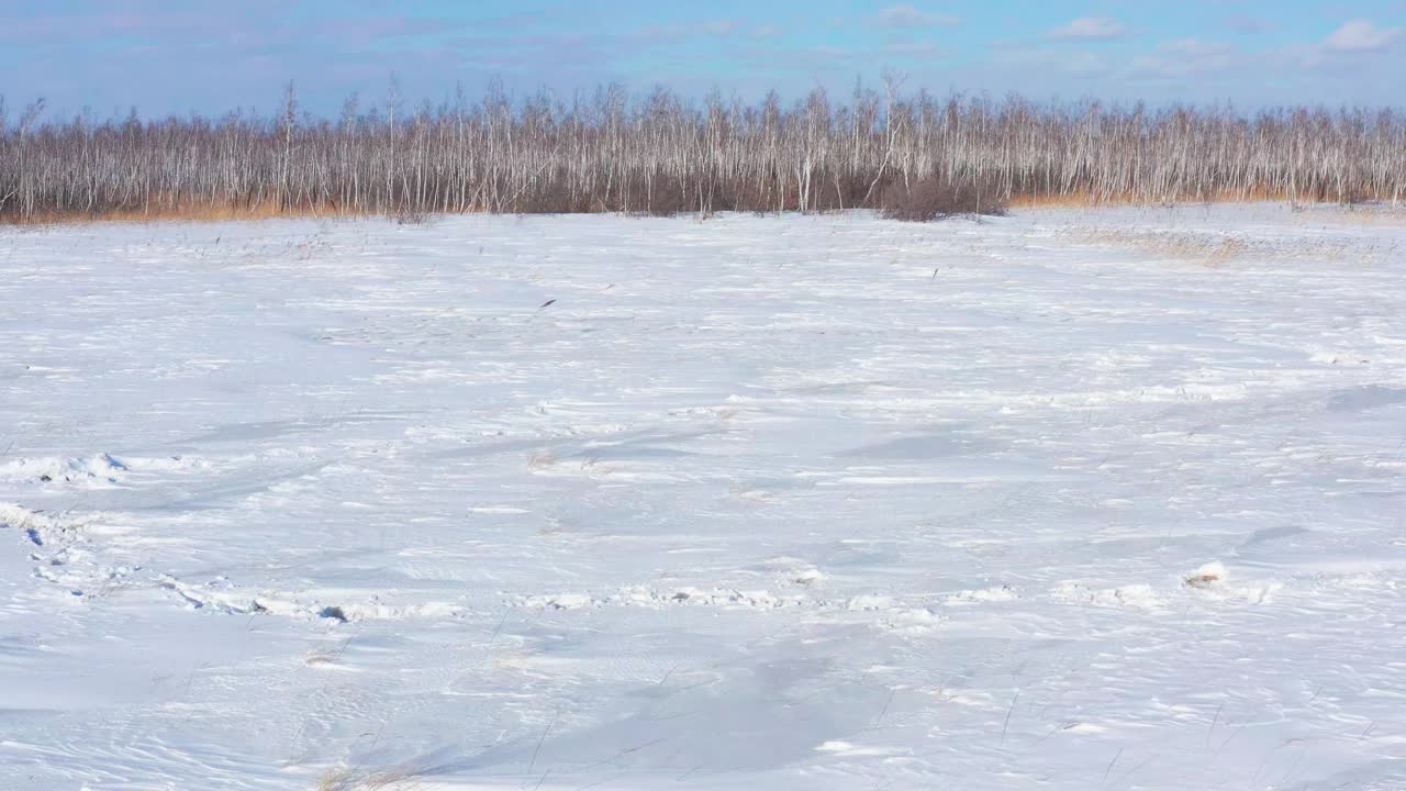 东西伯利亚，在雪原上吃草的马。鸟瞰图。视频下载