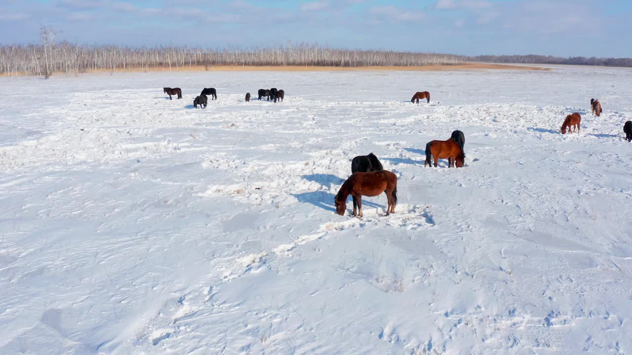 东西伯利亚，在雪原上吃草的马。鸟瞰图。视频下载