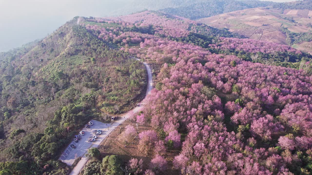 春天的早晨，在富显荣卡拉国家公园的富隆罗，野生喜马拉雅樱桃树在山上的种植园里盛开视频下载