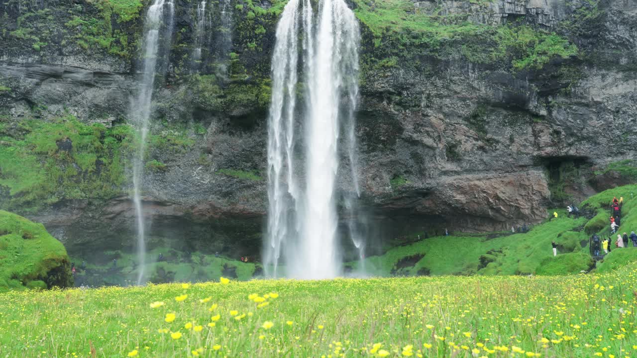 冰岛的Seljalandsfoss瀑布在夏季的田野上流淌着盛开的黄花视频下载