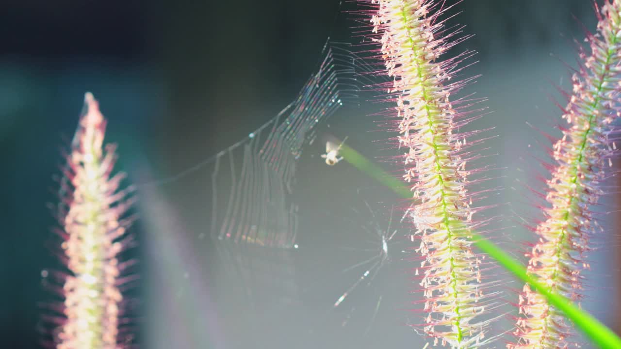 蜘蛛在草花上织网视频下载