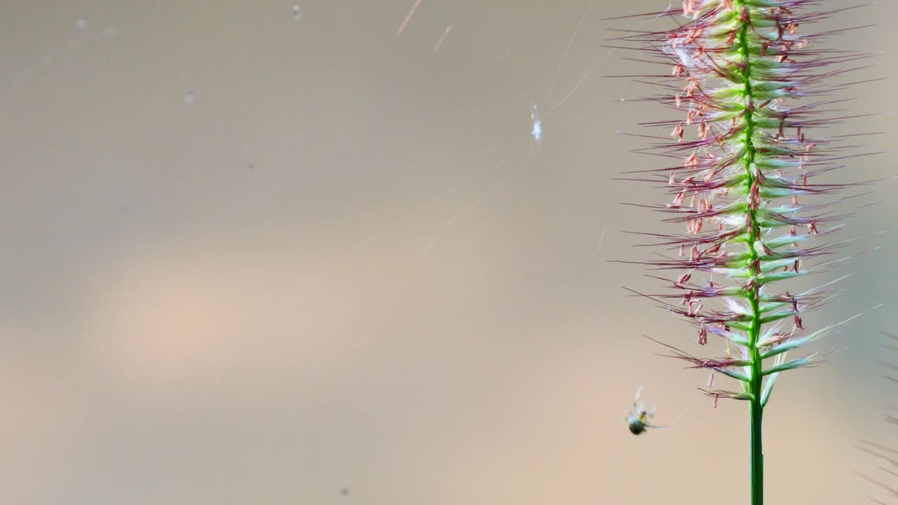 蜘蛛在草花上织网视频下载