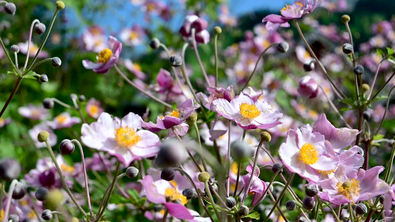 瑞士恩格尔堡的鲜花和风景与瑞士阿尔卑斯山的自然风光视频下载