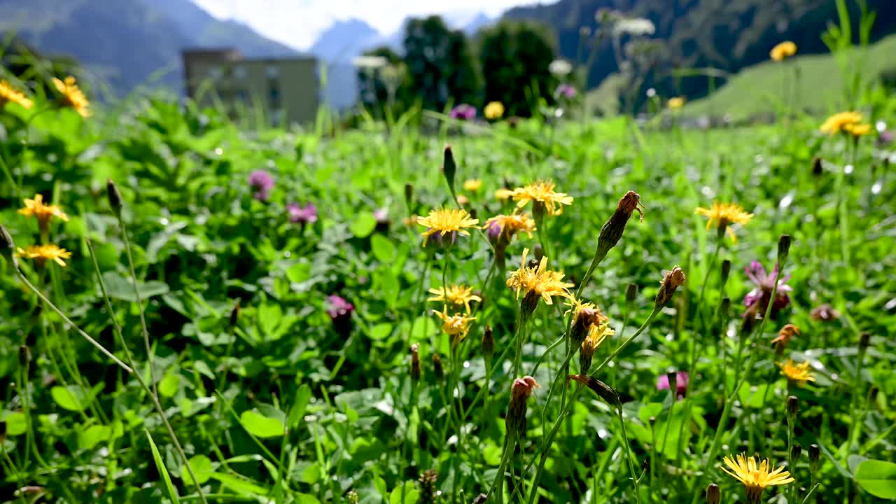 瑞士恩格尔堡的鲜花和风景与瑞士阿尔卑斯山的自然风光视频下载