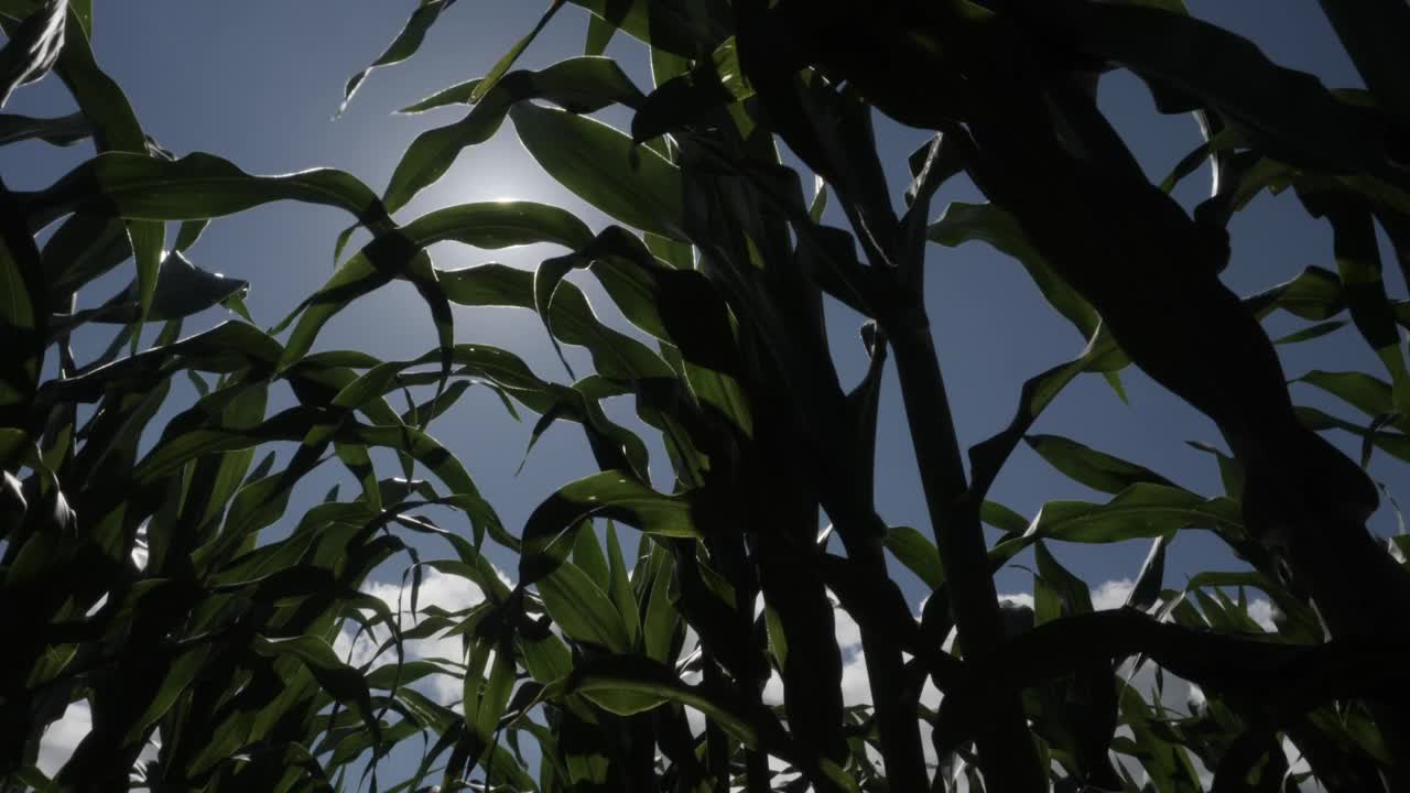 田野里植物的绿叶玉米和蓝天白云。玉米农场。玉米地的边缘，玉米秆、玉米叶和玉米穗在微风中摇曳。农业农业综合企业。视频下载