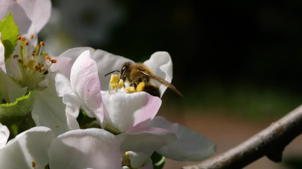 微距镜头蜜蜂授粉春天树白色花朵盛开。覆盖着花粉的慢动作飞行蜜蜂从白苹果花上采集花蜜。春天的苹果花特写。视频下载