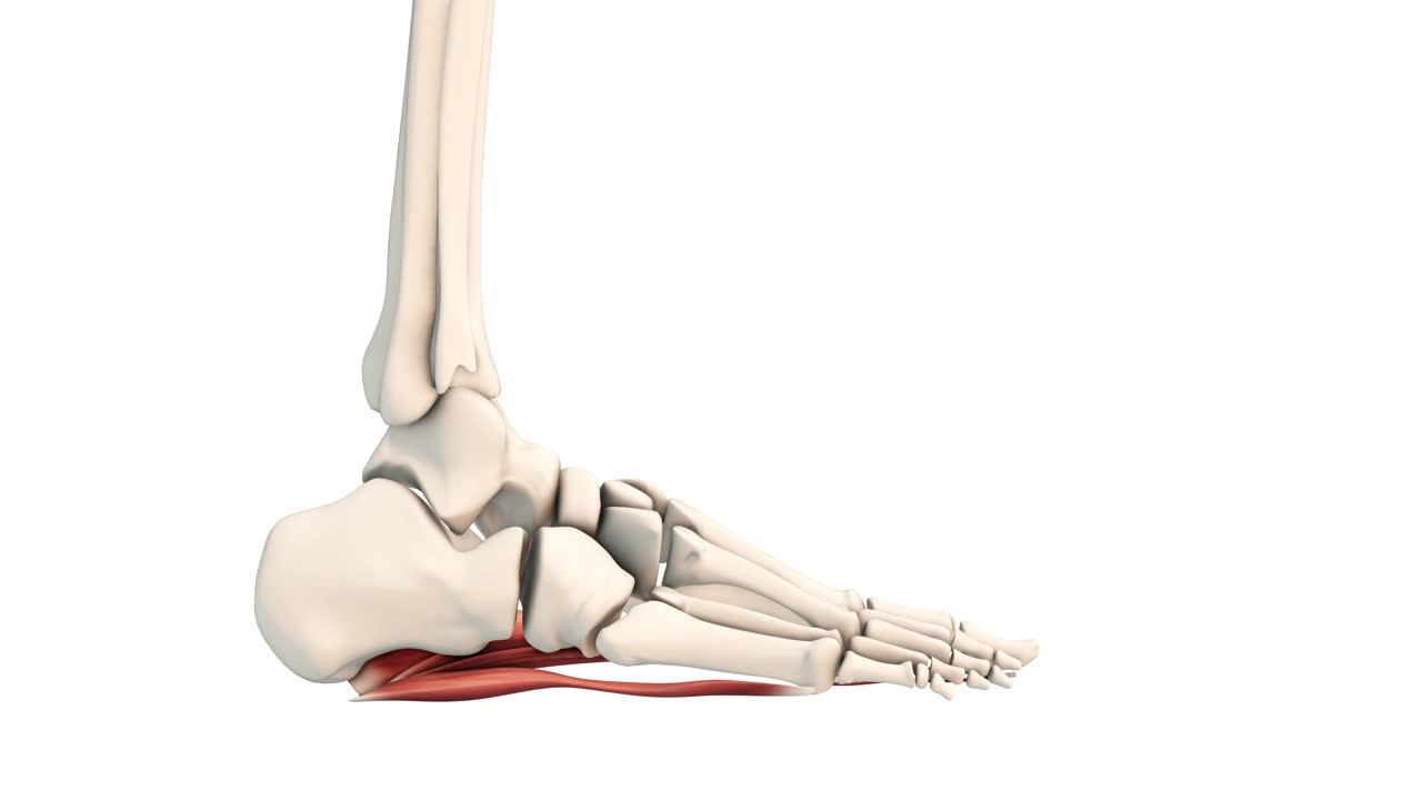 足底筋膜功能障碍的医学动态视频下载