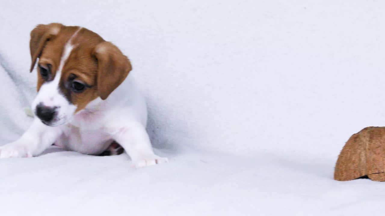 漂亮的小杰克罗素梗小狗玩自己。照顾和抚养幼犬视频下载