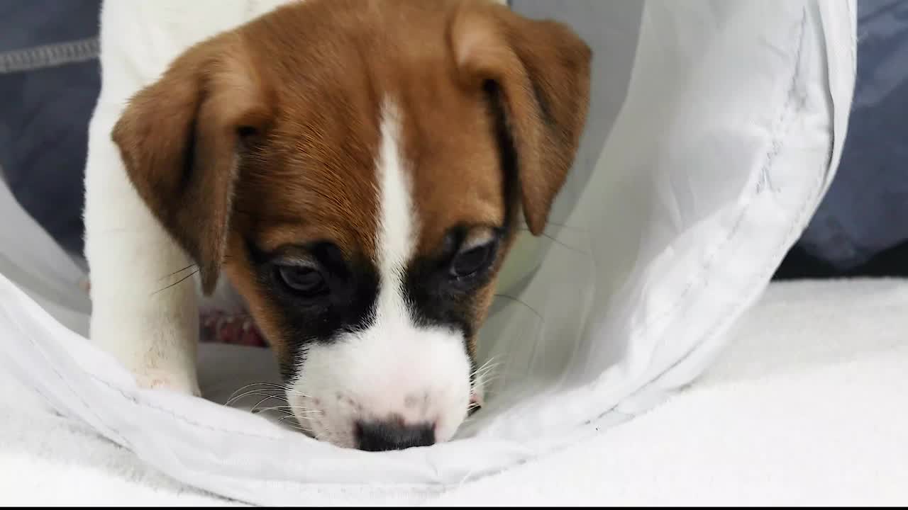 漂亮的小杰克罗素梗小狗玩自己。照顾和抚养幼犬视频下载