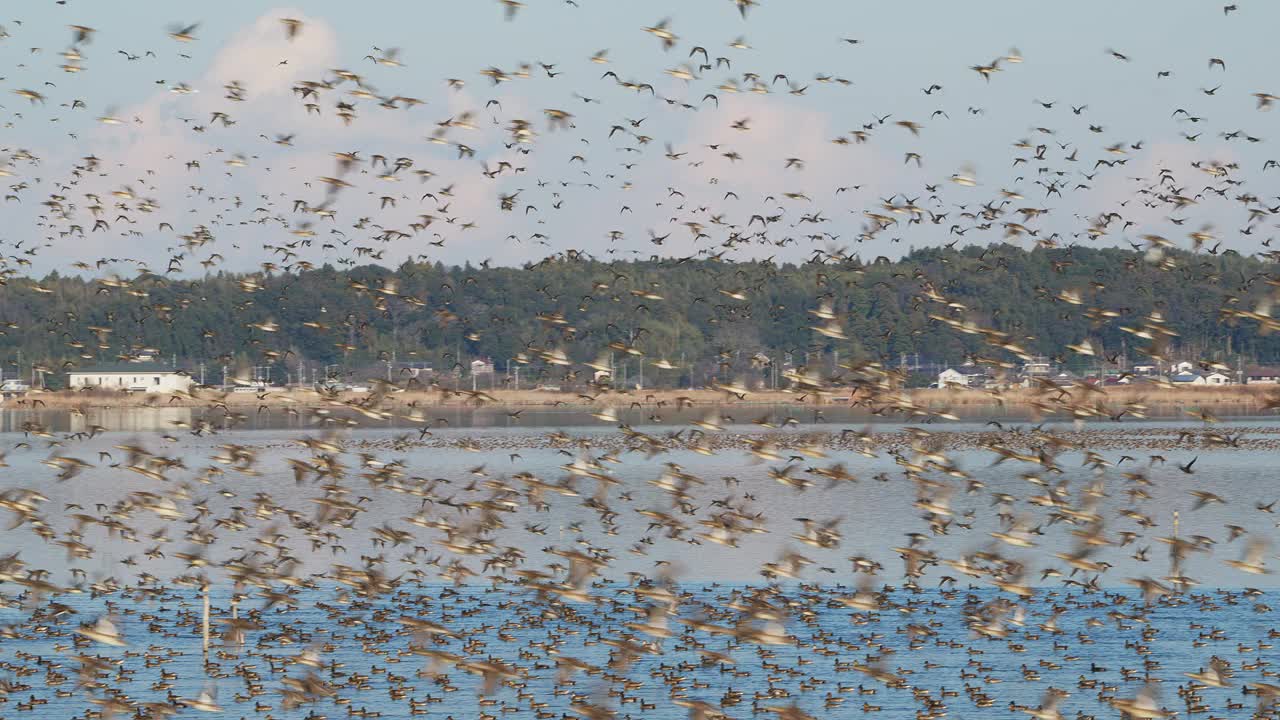 一大群贝加尔湖绿鸭在飞翔(有声音)视频下载