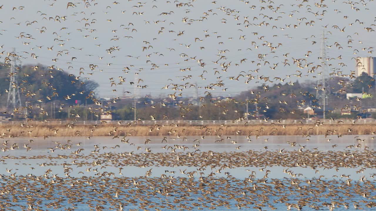 一大群贝加尔湖绿鸭在飞翔(有声音)视频下载