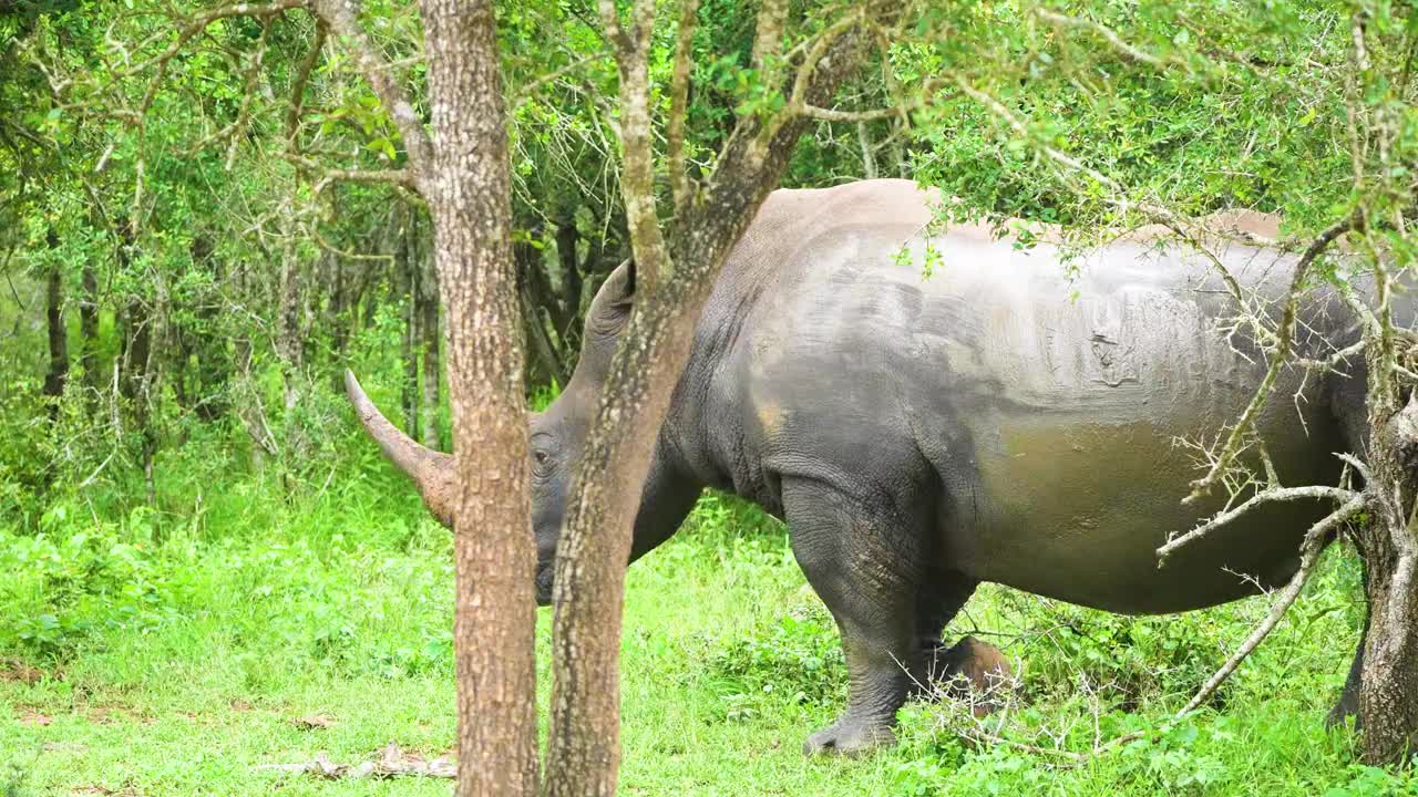 犀牛穿过树林吃东西视频下载