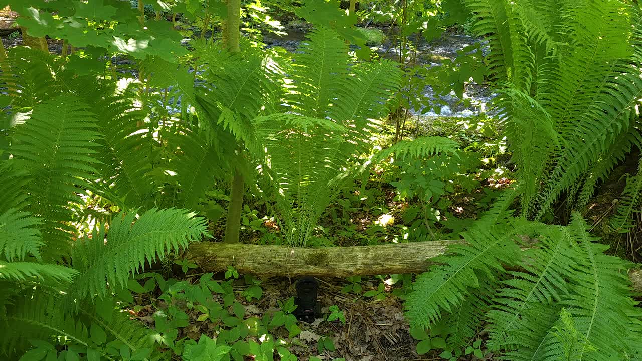 郁郁葱葱的绿色蕨类植物和森林里倒下的原木视频下载