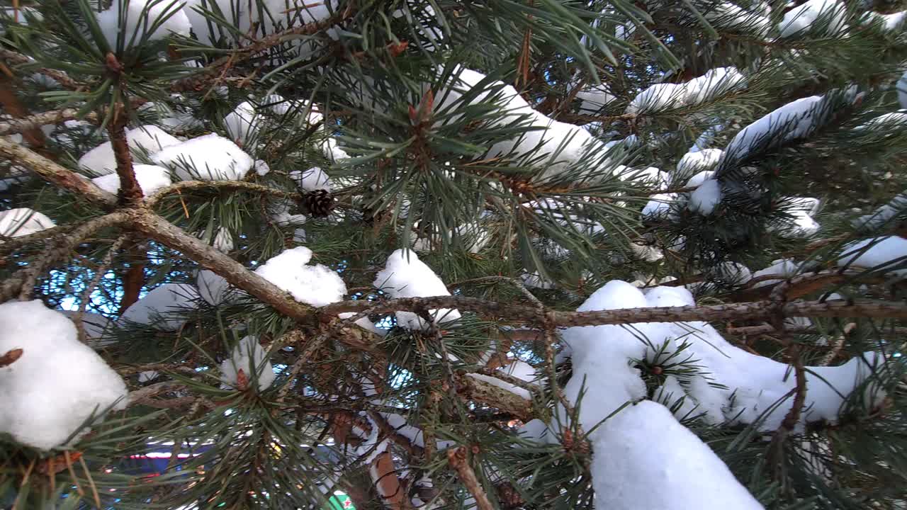 白雪覆盖的松枝映衬着蓝天视频下载