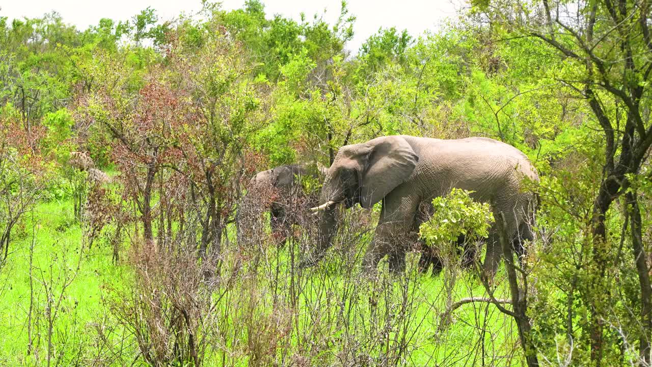 两只大象穿过郁郁葱葱的绿色森林视频下载