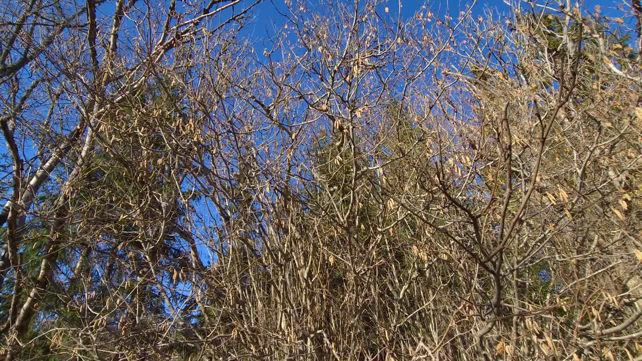 茂密的林冠衬着蓝天视频下载