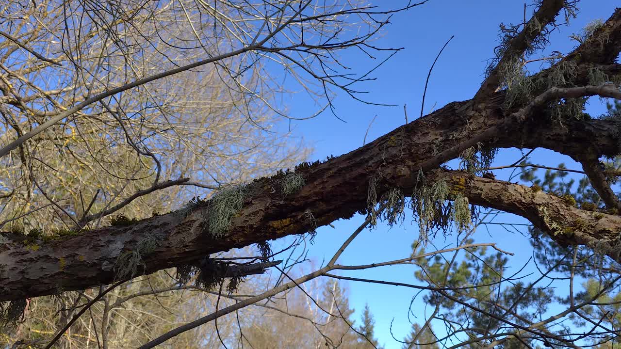 青苔覆盖的树枝衬着蓝天视频下载