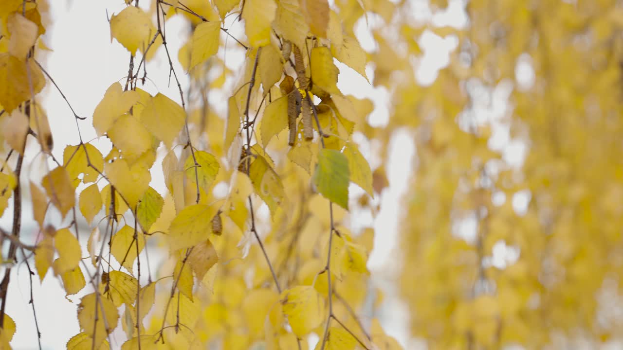 秋天的低语:金黄色的桦树叶子视频下载