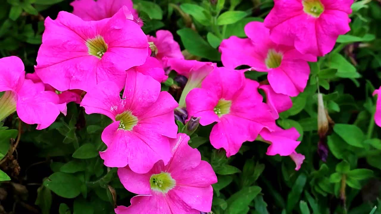盛开的粉红色牵牛花在田野的镜头视频下载