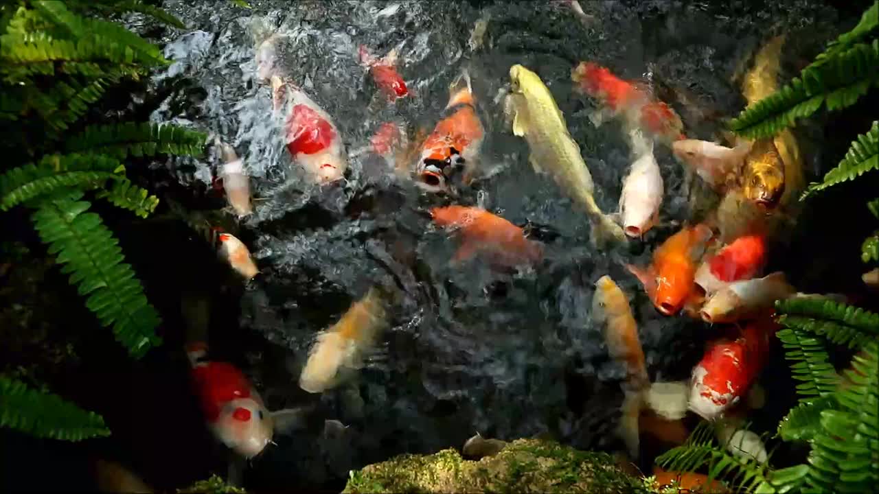 一群美丽的黑龙江鲤鱼在锦鲤池塘里等待食物的特写镜头视频下载
