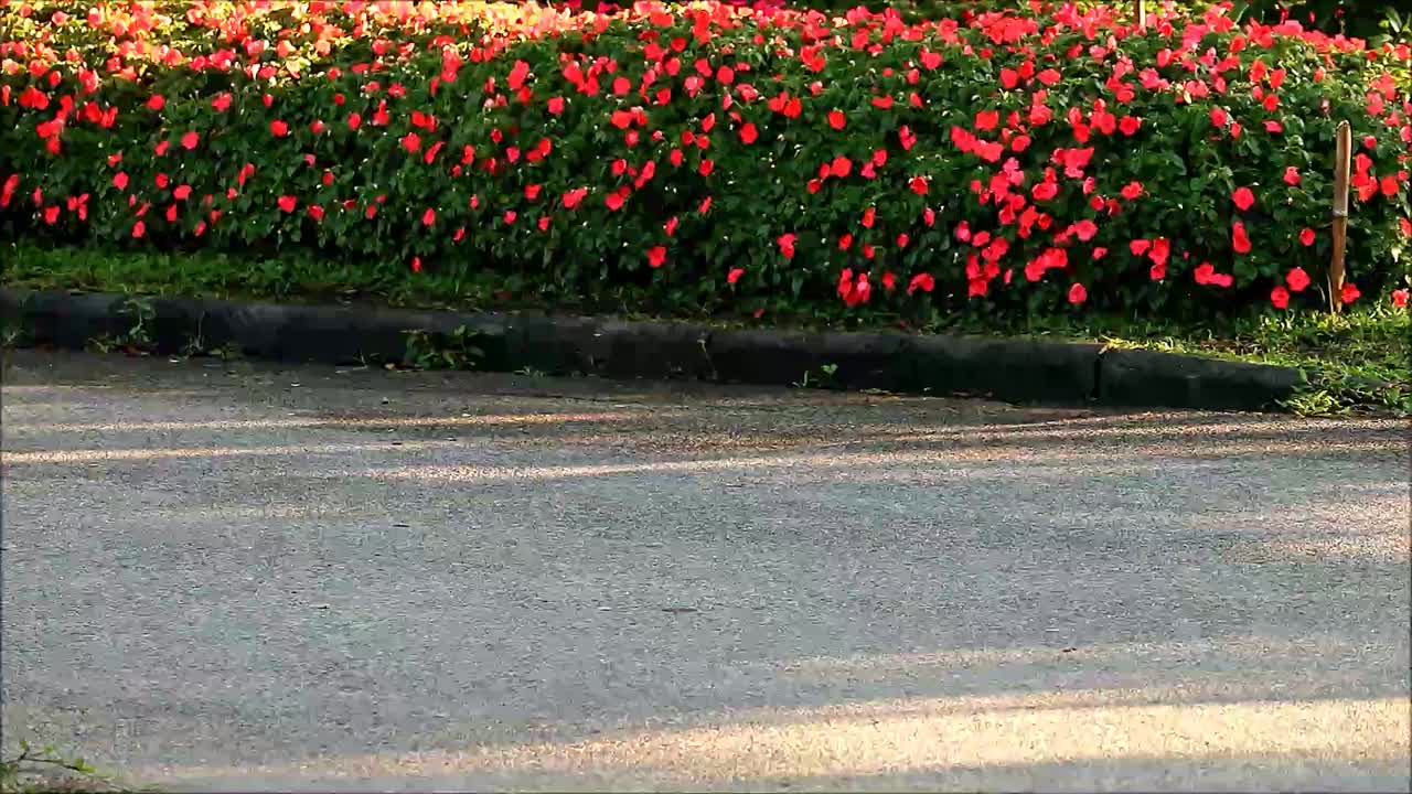 一群人沿着开花的灌木快速行走的镜头视频下载
