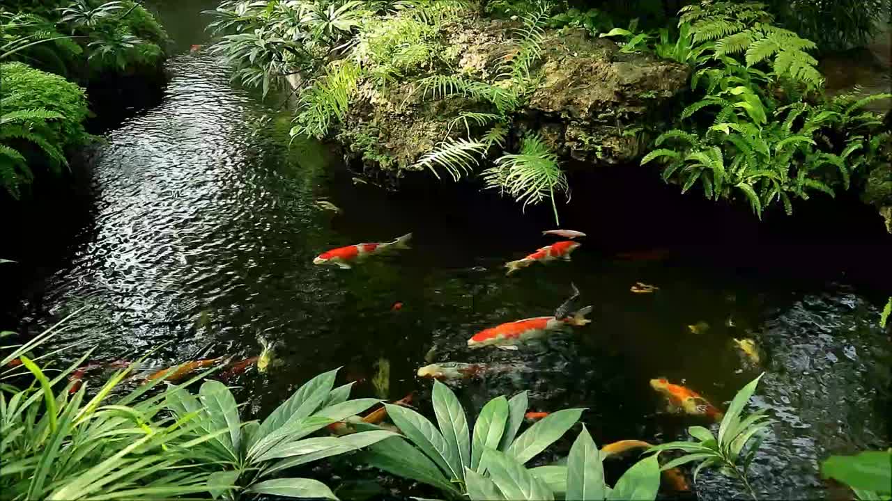 一群大小不一的黑龙江鲤鱼在锦鲤池里快乐地游泳视频下载