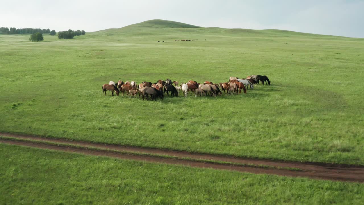 南乌拉尔，巴什基里亚:一群马在乌拉尔大草原上吃草。鸟瞰图。视频下载