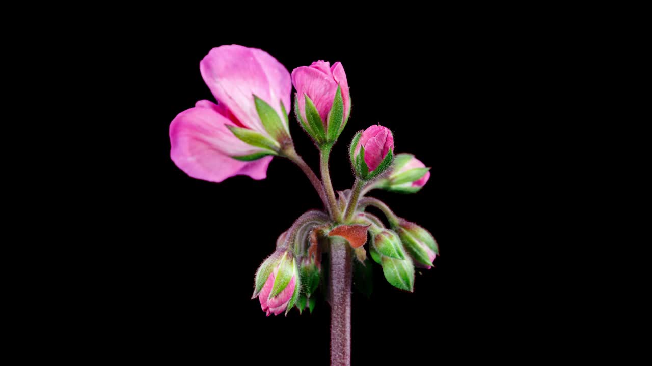 粉红色天竺葵花盛开在黑色背景上的延时。美丽的霓虹红色天竺葵绽放视频下载