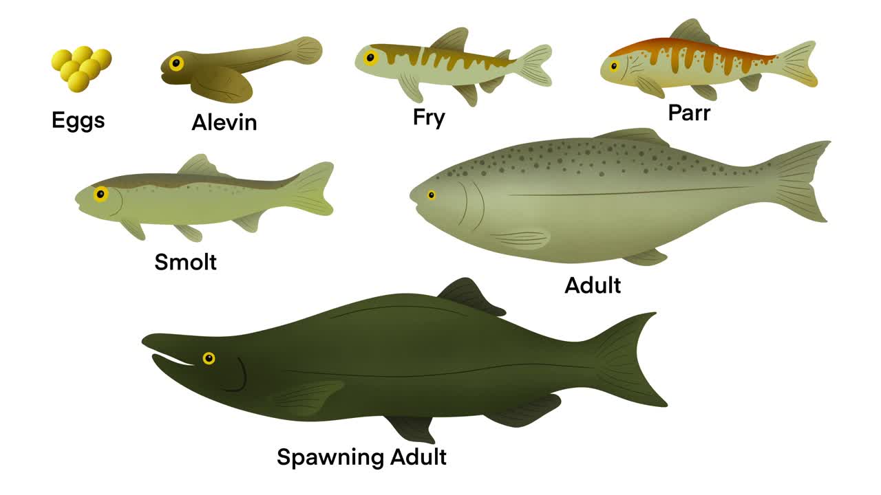 一条鲑鱼的生命周期，鲑鱼的平均寿命为7年，由鲑鱼组成视频下载