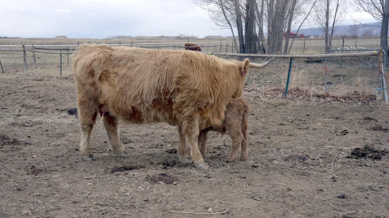 苏格兰高地长毛小母牛和她刚出生的小牛在阴天在科罗拉多州的一个农场哺乳视频下载