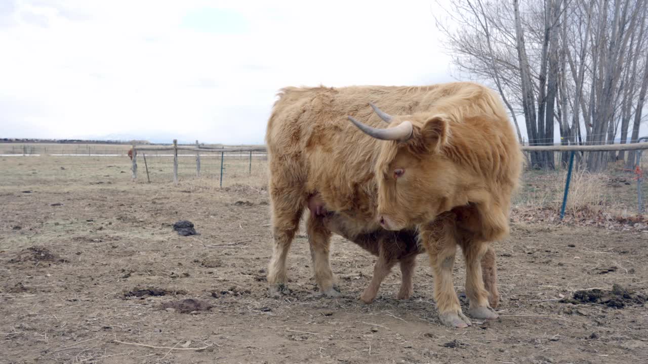 苏格兰高地长毛小母牛和她刚出生的小牛在阴天在科罗拉多州的一个农场哺乳视频下载