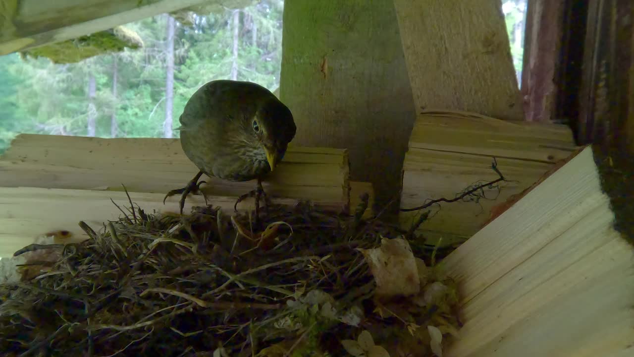 在爱沙尼亚的木窗台上守巢的鸟妈妈视频下载