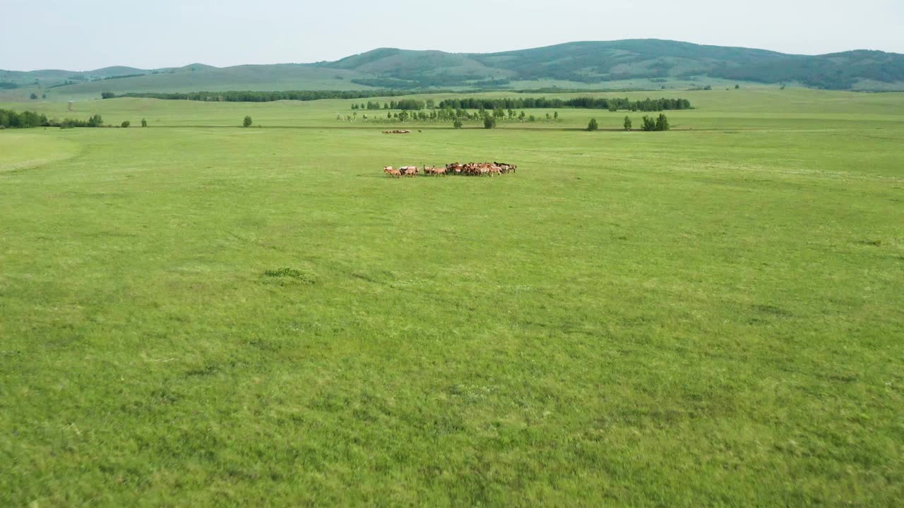 南乌拉尔，巴什基里亚:一群马在乌拉尔大草原上吃草。鸟瞰图。视频下载