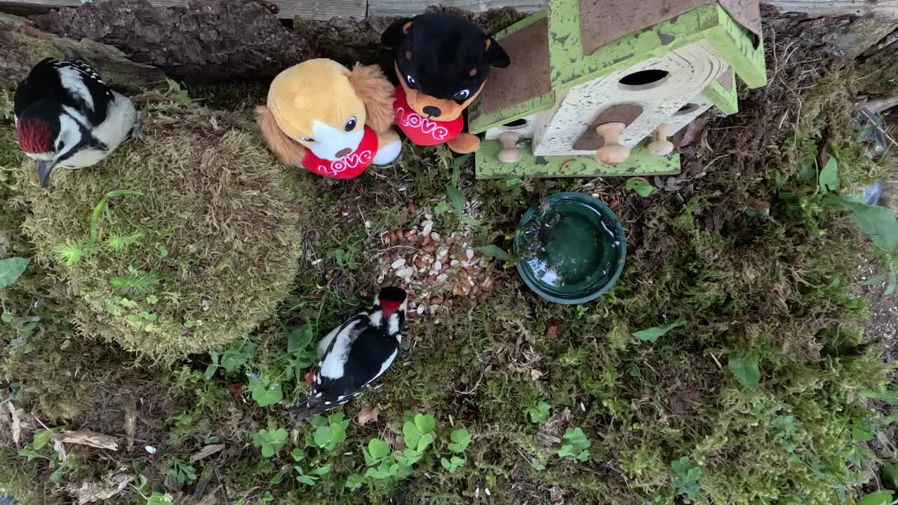 爱沙尼亚一个花园鸟舍里的啄木鸟和毛绒玩具视频下载