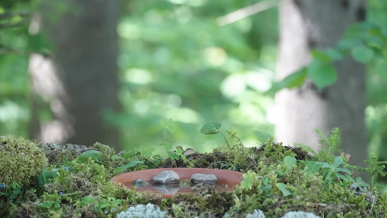 爱沙尼亚宁静的森林景色，有鸟和蘑菇视频下载