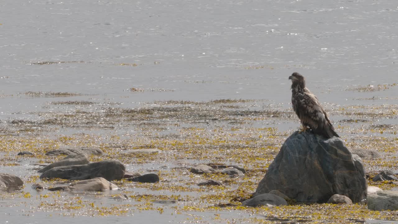 在爱沙尼亚海岸岩石上休息的幼鹰视频下载