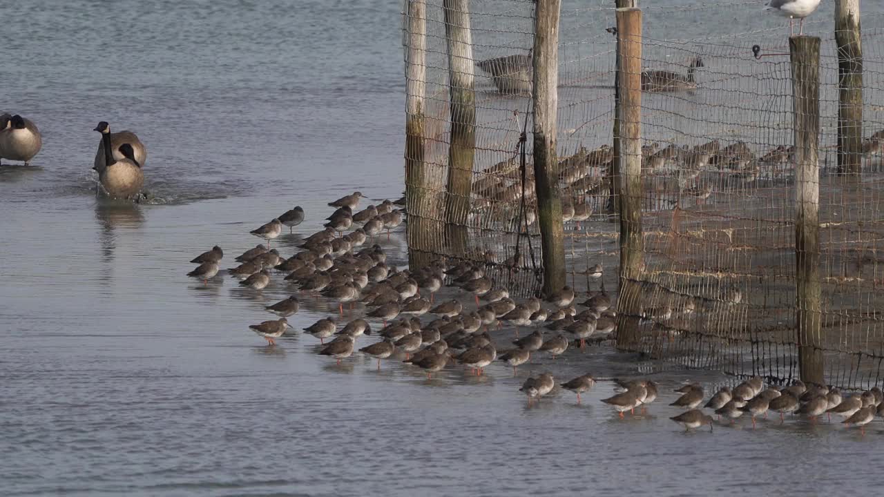 一群加拿大鹅(加拿大雁)在一大群涉水鹅后面争吵视频下载