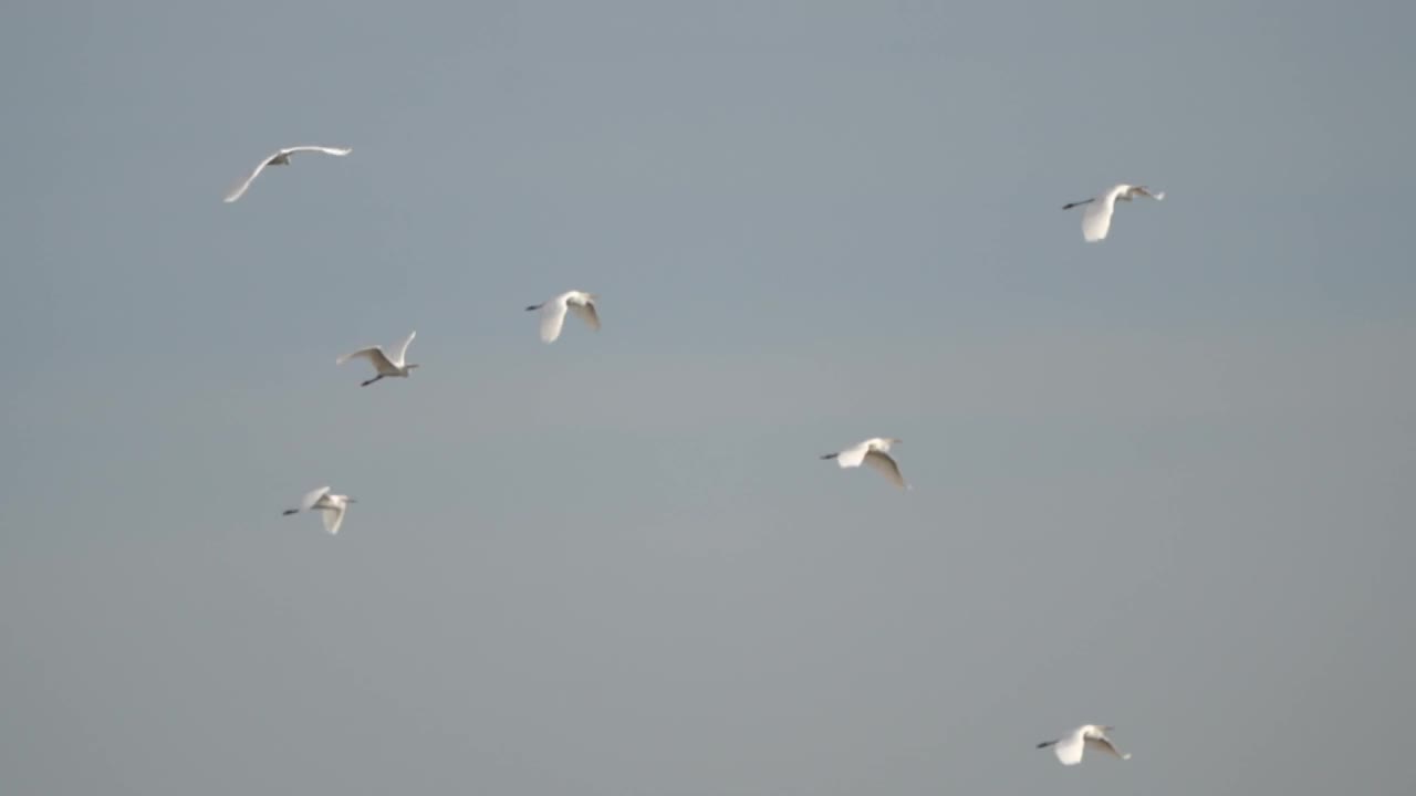 一群大白鹭(白鹭)在大风中缓慢飞行视频下载