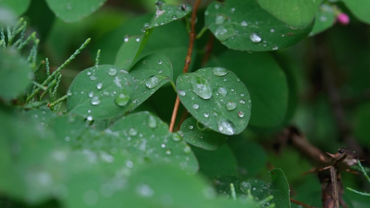 积雪草叶子上的水滴随风飘动，绿色图案的亚细亚叶子飘浮在水面上。视频下载