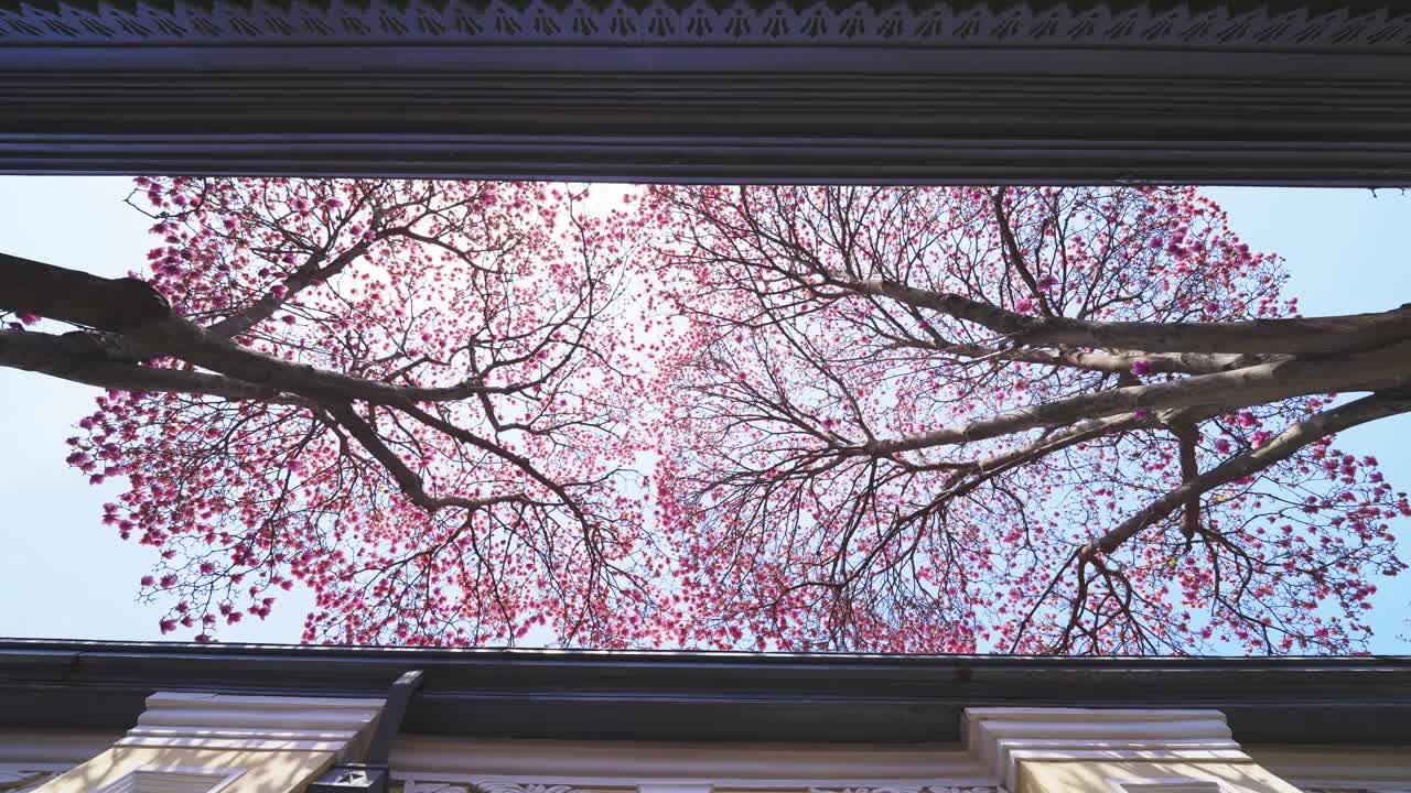 紫玉兰在庭院中央，高架的景色以天空为背景，在一个阳光明媚的日子里视频下载