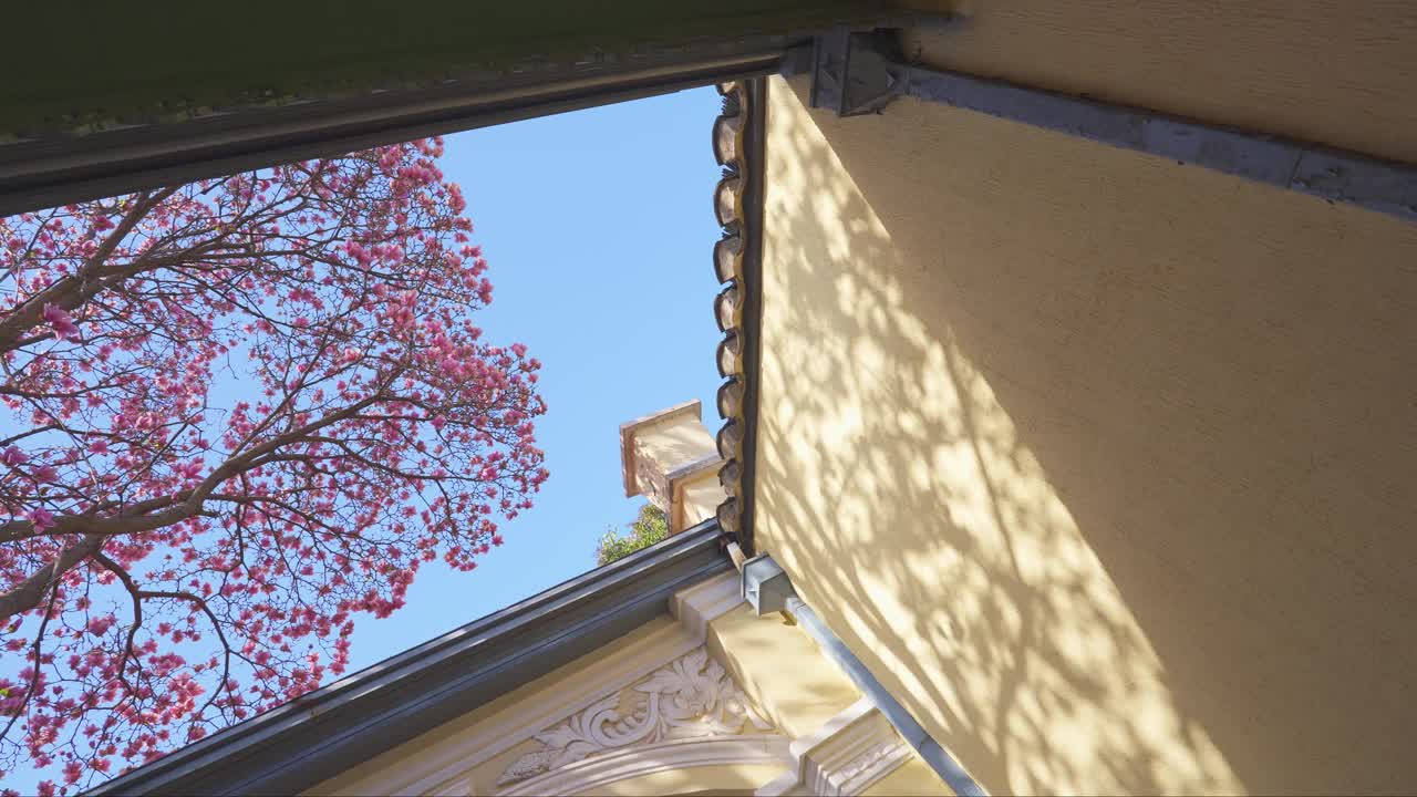 紫玉兰在庭院中央，高架的景色以天空为背景，在一个阳光明媚的日子里视频下载