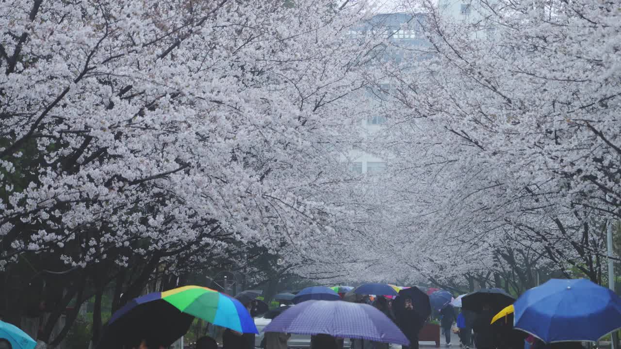 下雨天在樱花树下打着伞视频下载