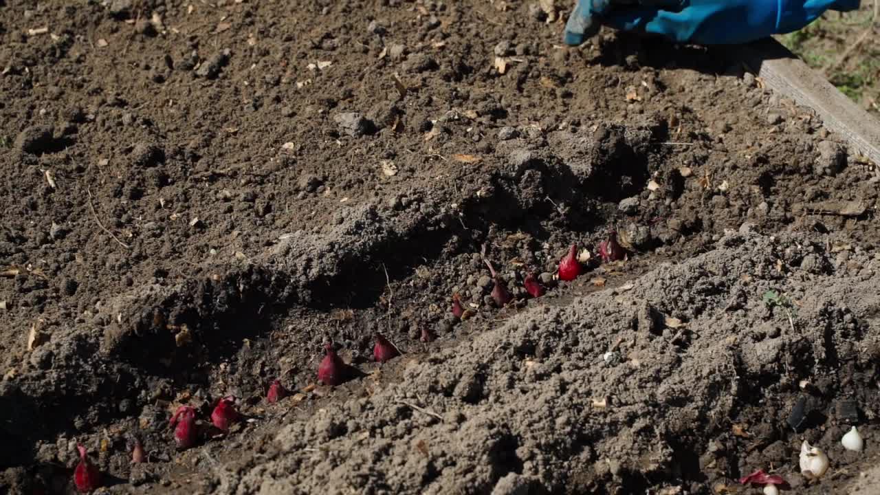 新种植的红洋葱撒上泥土。种植洋葱球茎的过程视频下载