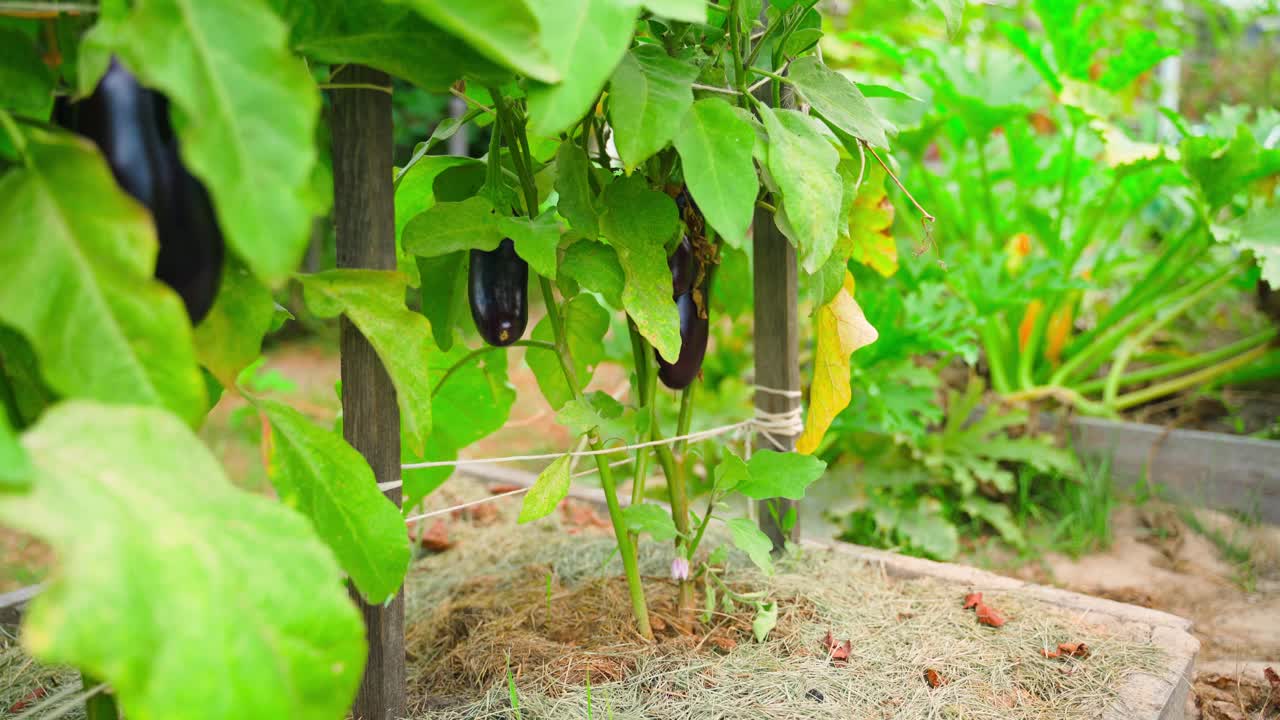 在家庭花园中给正在生长的茄子浇水。照料花园花圃视频下载
