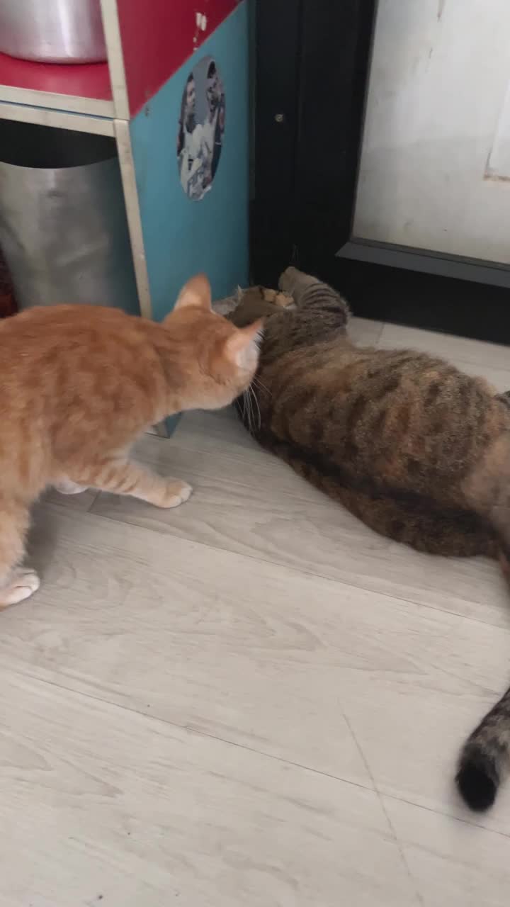 胖虎斑猫和橙猫试图打开滑动门视频下载