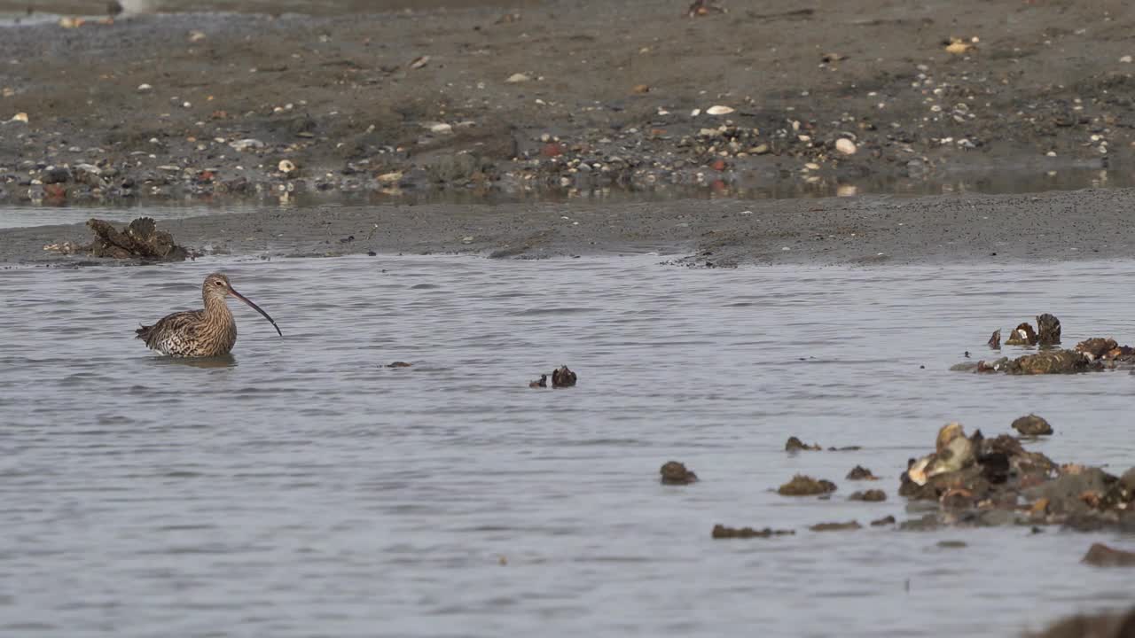 一只欧亚鸻在浅水中觅食，背景是泥滩视频素材