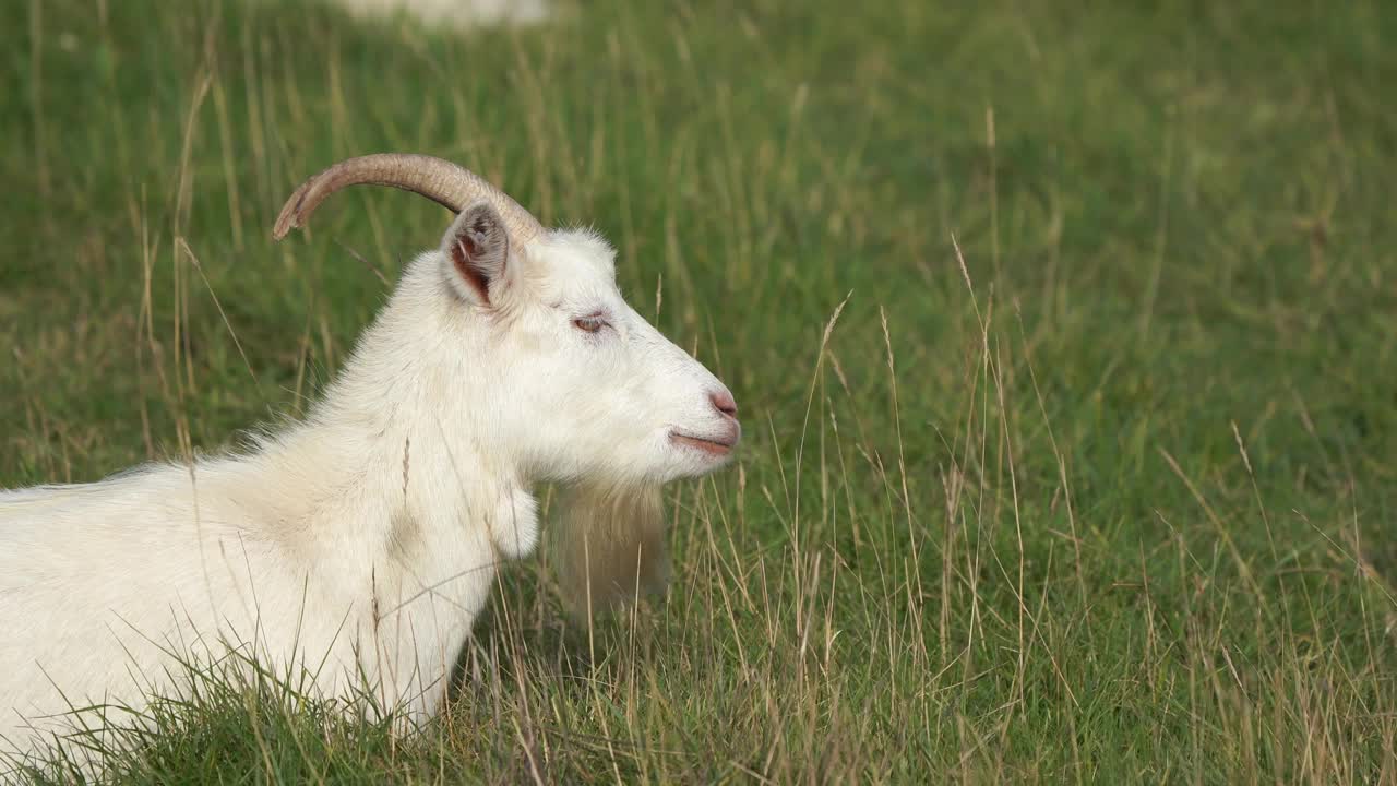 一只长着长山羊胡的山羊躺在草地上反刍视频下载