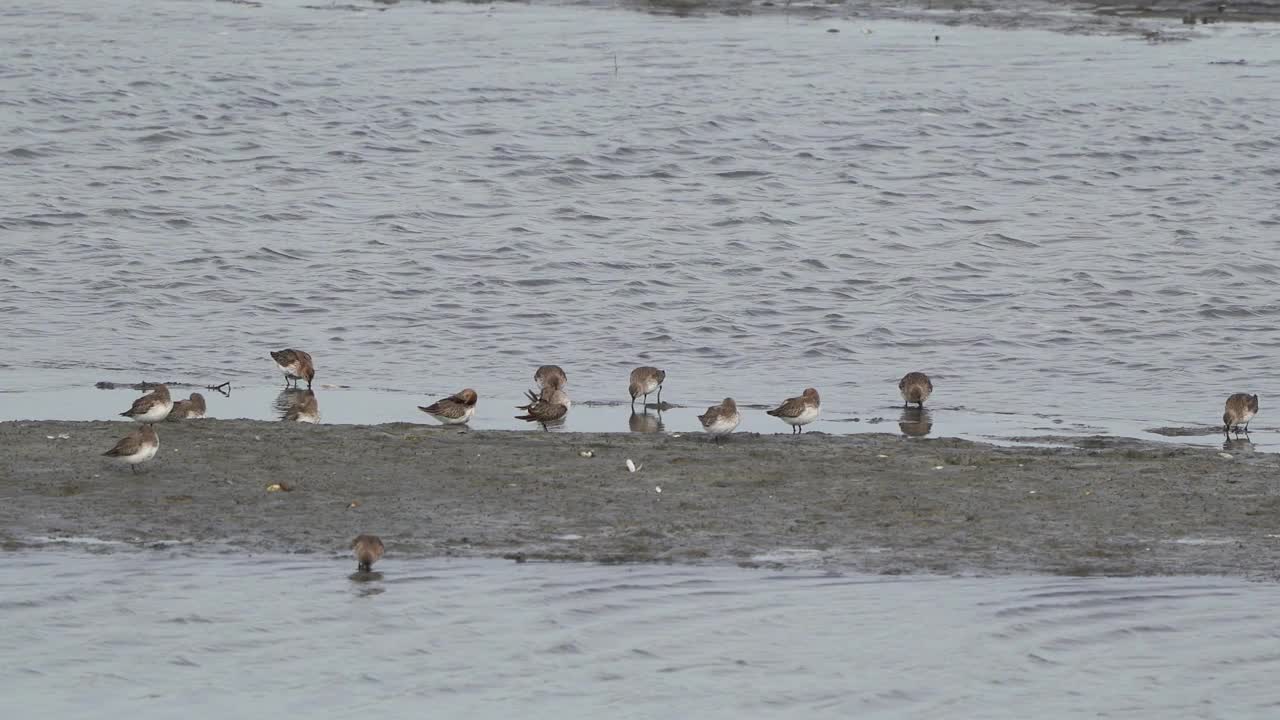 一群穿着冬季羽毛在泥滩上觅食的鸭(鸭)视频素材