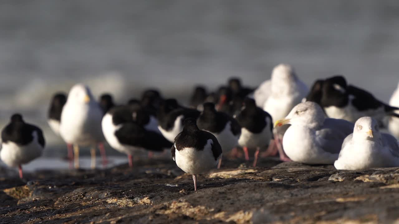 一群欧亚捕牡蛎的人(珍珠鸥属)与海鸥一起在防波堤上休息视频素材